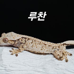 루찬