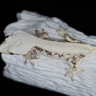 풀핀 솔리드백 릴리화이트