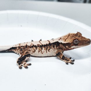 Tri Extreme Harlequin