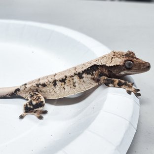 Tri Extreme Harlequin