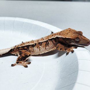 Tri Extreme Harlequin