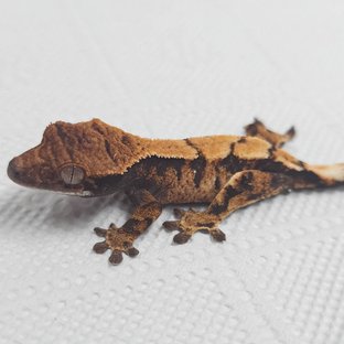 세이블