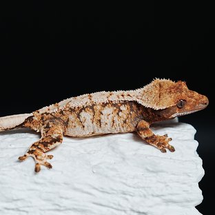 Tri Extreme Harlequin