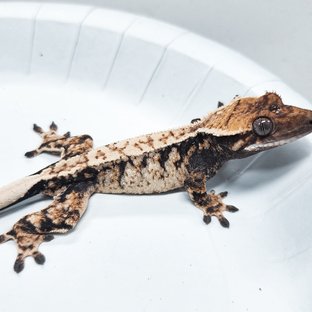 Tri Extreme Harlequin