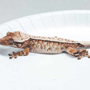 Tri Extreme Harlequin