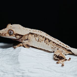 Tri Extreme Harlequin