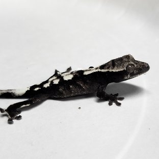 Sable Axanthic