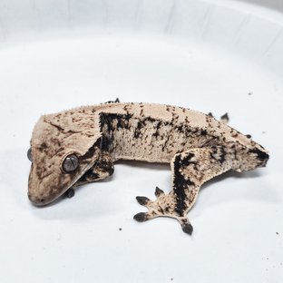 Tri Extreme Harlequin