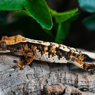 Tri Extreme Harlequin