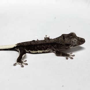 Phantom Axanthic