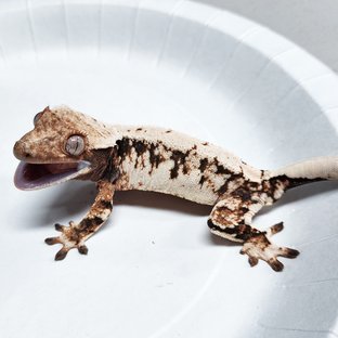 Tri Extreme Harlequin