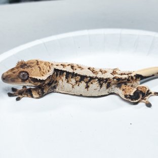 Tri Extreme Harlequin