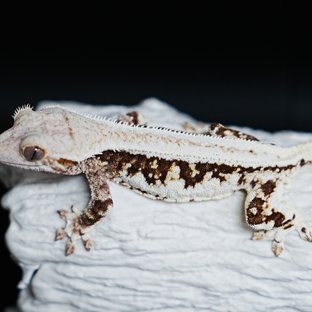 트라이 릴리화이트