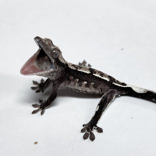 Sable Axanthic
