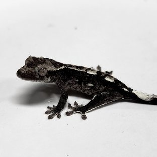 Axanthic