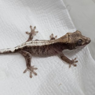 100%헷아잔틱 슈퍼세이블 릴리