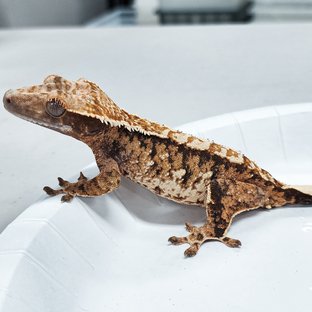 Tri Extreme Harlequin