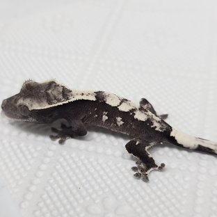 Sable Axanthic