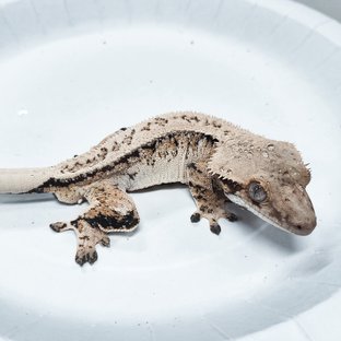 Tri Extreme Harlequin