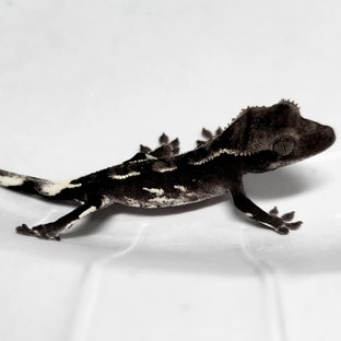 Axanthic