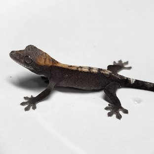 100% Het Axanthic Super Sable