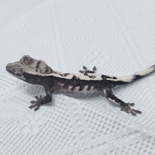 Sable Axanthic