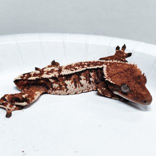 Tri Extreme Harlequin