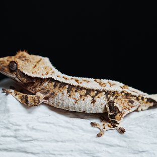 트라이 익스트림할리퀸