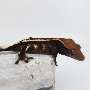 세이블