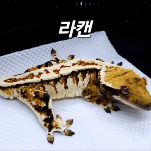 라캔