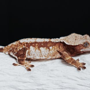 트라이 익스트림할리퀸