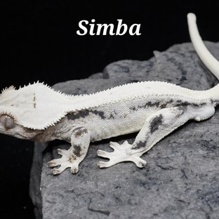 심바