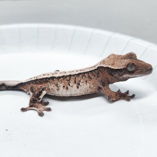 Tri Extreme Harlequin