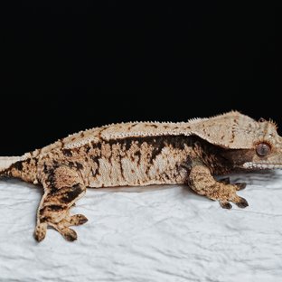 Tri Extreme Harlequin