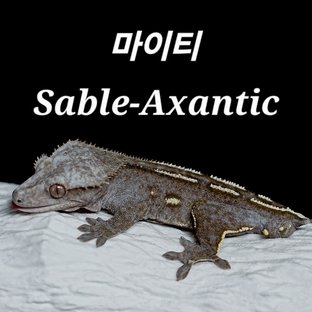 마이티