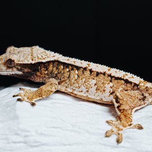 트라이 익스트림할리퀸