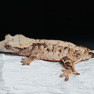 Tri Extreme Harlequin