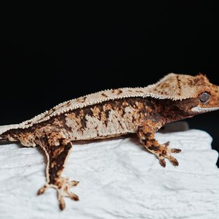 트라이 익스트림할리퀸