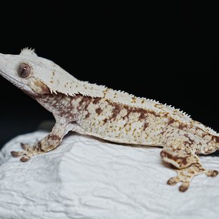 Tri Extreme Harlequin