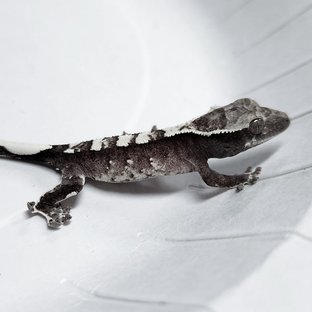 Axanthic