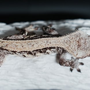 트라이 익스트림할리퀸