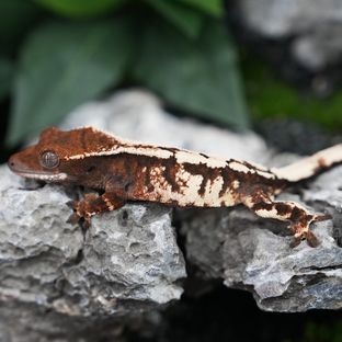 세이블