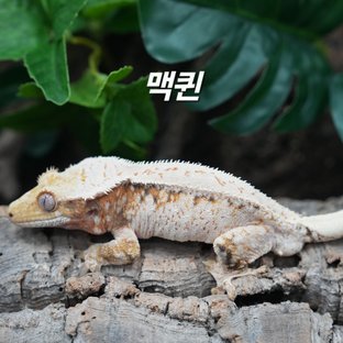 맥퀸