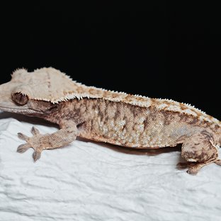 Tri Extreme Harlequin