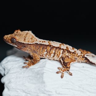 Tri Extreme Harlequin