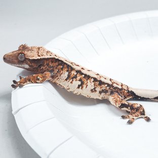 Tri Extreme Harlequin