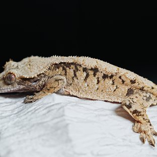 트라이 익스트림할리퀸