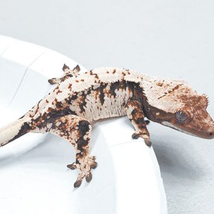 Tri Extreme Harlequin