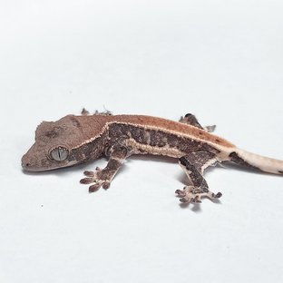 100% Het Axanthic Lilly White