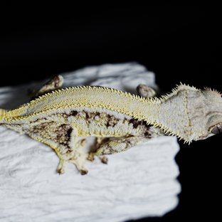 풀핀 솔리드백 릴리화이트